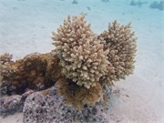 Rangiroa17