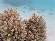 Rangiroa18