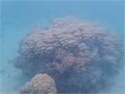 Rangiroa20