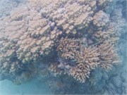 Rangiroa21