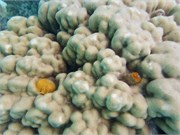 Rangiroa22