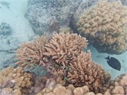 Rangiroa24