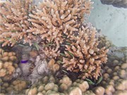 Rangiroa25