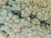 Rangiroa26