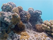 Rangiroa27