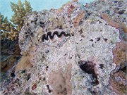 Rangiroa29