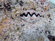 Rangiroa30