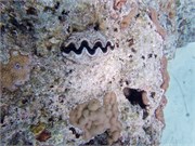 Rangiroa31