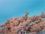 Rangiroa32