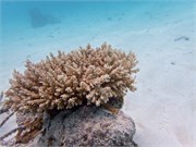 Rangiroa33