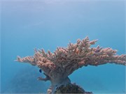 Rangiroa34