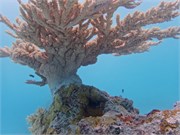 Rangiroa35