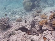 Rangiroa36