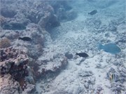 Rangiroa37