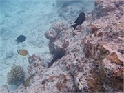 Rangiroa38