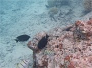 Rangiroa39