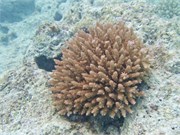 Rangiroa9