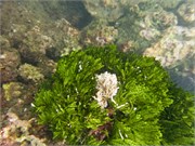 NukuHiva50