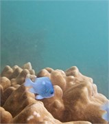 NukuHiva53
