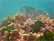 NukuHiva66