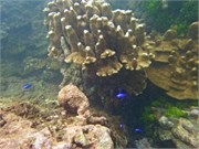 NukuHiva75