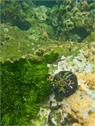 NukuHiva79