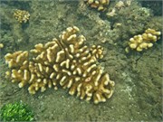 NukuHiva49