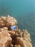 NukuHiva52