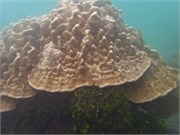 NukuHiva61