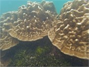 NukuHiva62