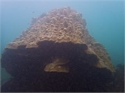 NukuHiva64