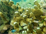 NukuHiva68