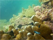 NukuHiva70