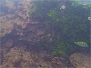 NukuHiva77