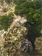 NukuHiva78