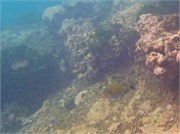 NukuHiva81