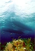 BahamaAdv2-20