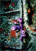 BahamaAdv2-6