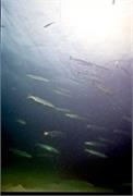 BahamaAdv4-12