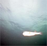 BahamaAdv5-9